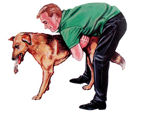 宠物噎住怎么挽救,如何正确处理宠物突发意外