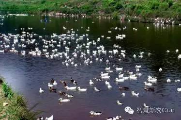 小鸭喂养方法和技巧,小鸭怎样喂养成活率高