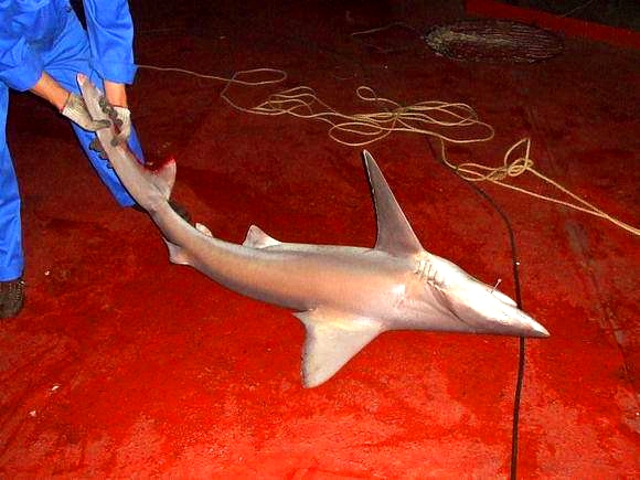 我是远洋渔民，爱钓鱼，更爱周游世界