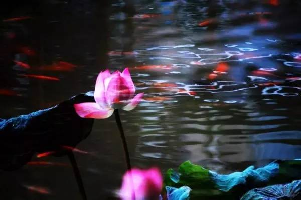 古诗中的鱼诗句,古诗鱼儿