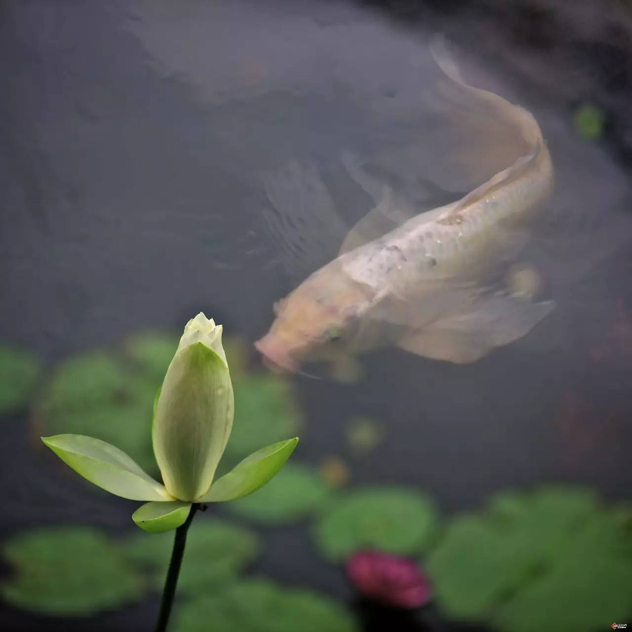 古诗中的鱼诗句,古诗鱼儿