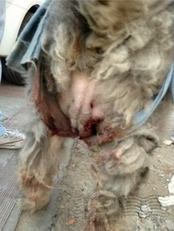 纯种狗的悲哀在线观看,纯种狗的悲哀豆瓣