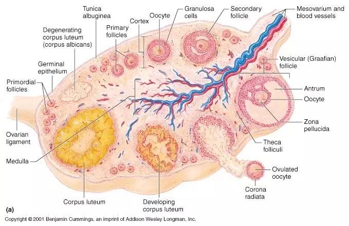 姨妈期痛经的女生该怎么关注,痛经大姨妈来吃什么最好