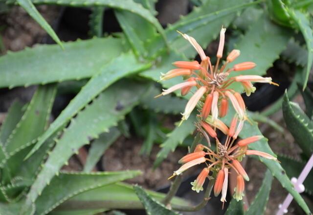 库拉索芦荟养殖方法,芦荟的养殖方法和关注事项