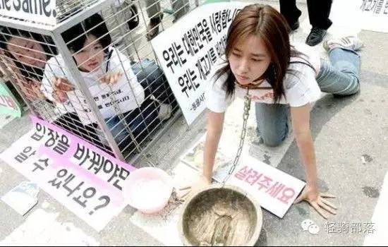 狗肉节引发风波全集,狗肉节引发的风波完整版广东卫视