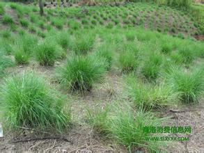 淅川三大宝是什么,淅川龙须草价格