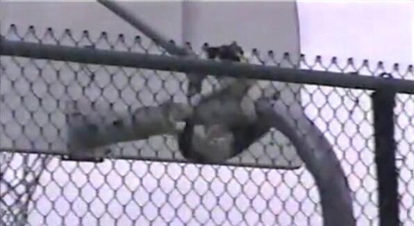 猫咪主动从高处跳下来不会受伤吗,猫咪从高处跳下来然后摔在了地上