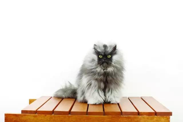 12个最奇葩又搞笑的吉尼斯纪录,最搞笑的吉尼斯世界纪录