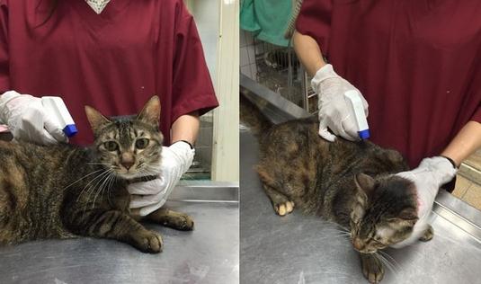 这只猫咪用除虫滴剂后引发神经中毒，不断颤抖差点死掉画面好心疼