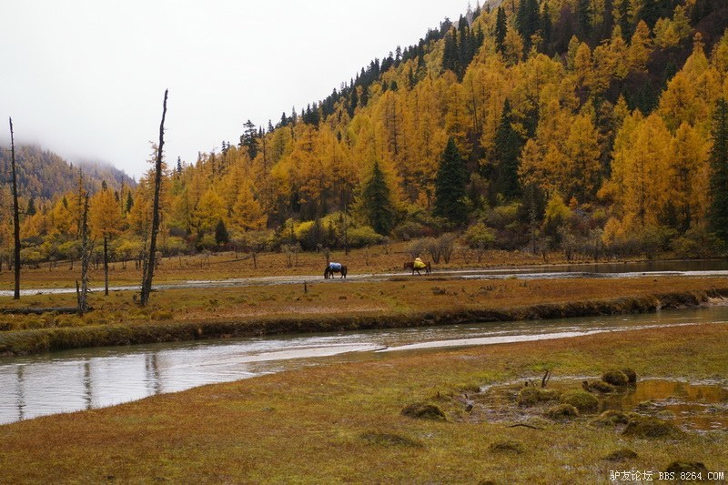 古道，细雨，暮雪-我的长坪沟半截秋色之旅
