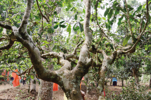 澜沧古茶普洱茶价格查询,澜沧古茶普洱熟茶价格表