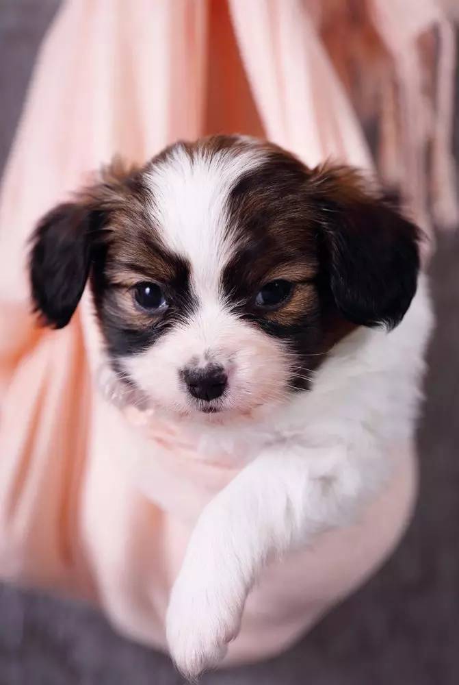 身娇贫乳双马尾，准备好舔屏了吗？！