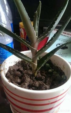 芦荟叶子变紫是什么原因,芦荟叶子变黄了什么原因还有救吗