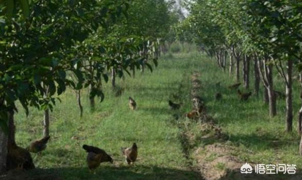 果树病虫害防治最好的办法,果树的种植与防治方法