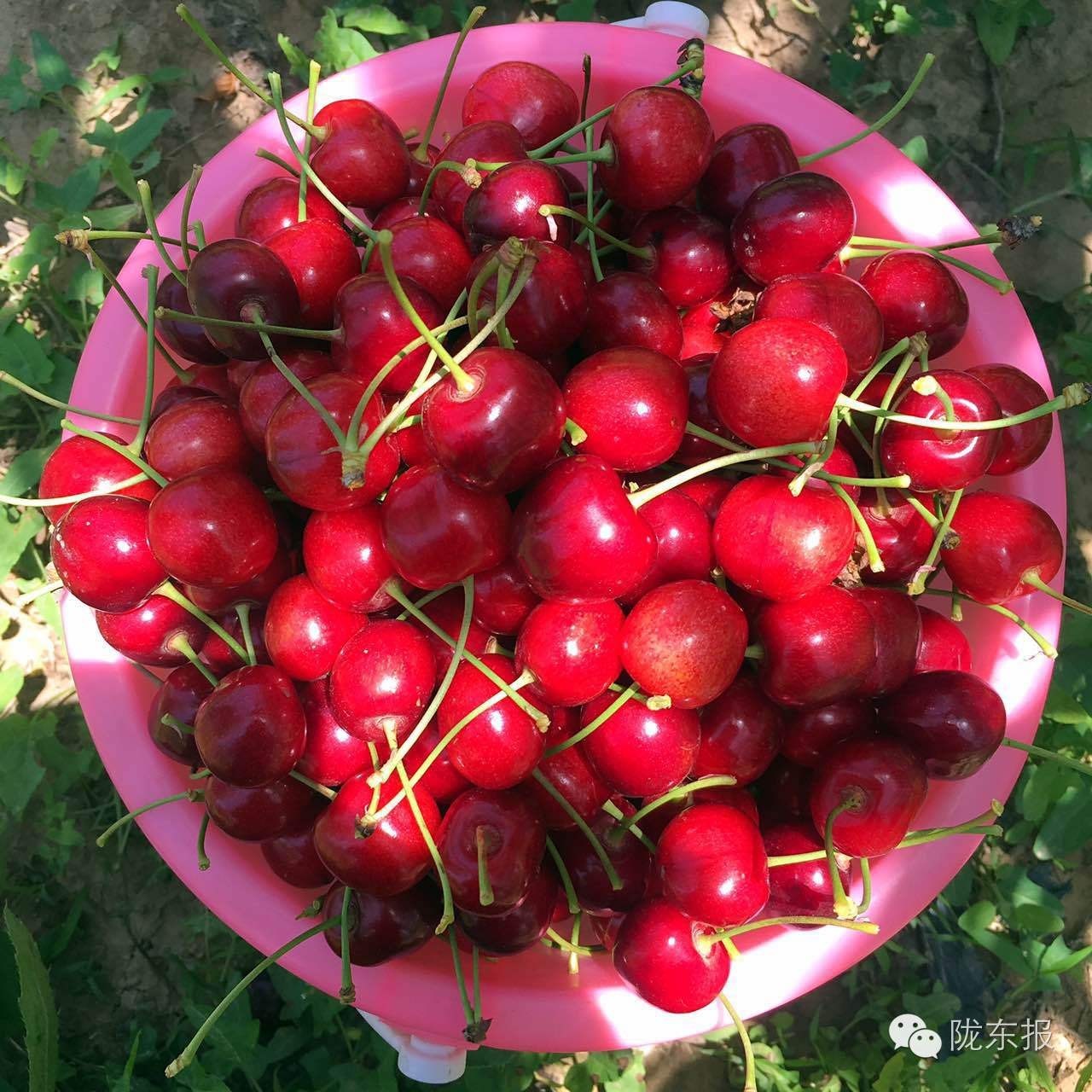 惊呆樱桃红了，美女盛情邀请，你是约呢，约呢，还是约呢！