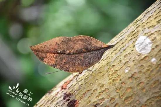 请鉴定：这是不是一片树叶/请投稿：二千奖金可能就是你的,更多