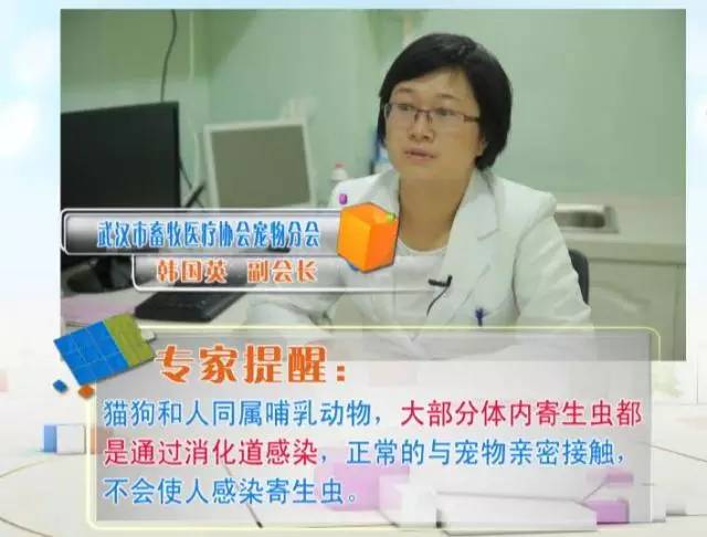 狗狗定期驱虫还会有弓形虫感染吗,养猫猫狗狗会得阴虱吗