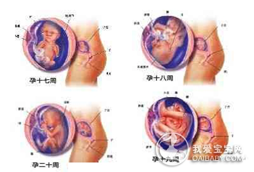 怀孕五个月胎儿变化及关注事项