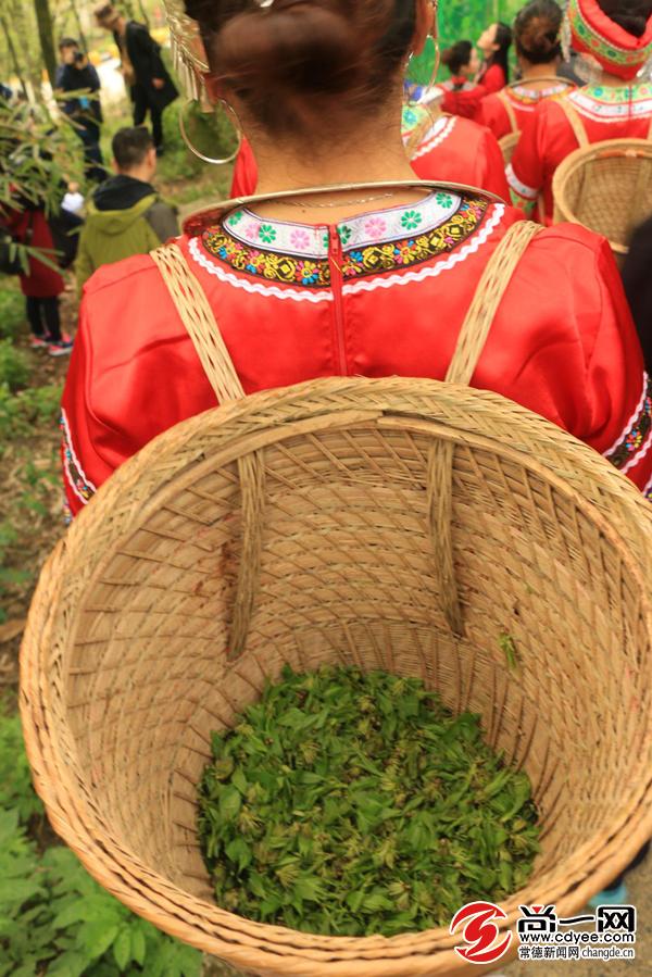 杜仲雄花烂漫开慈利富硒产业春风来