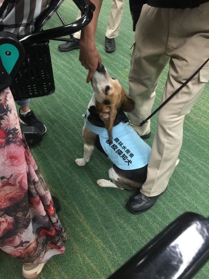 日本迪士尼五日游,东京迪士尼一日游最佳路线