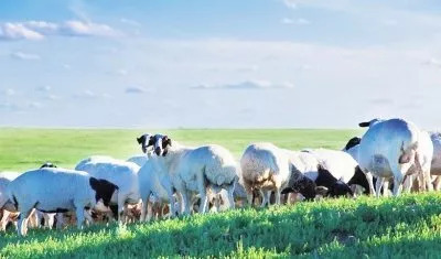 锡林郭勒盟美食手把肉,美食舌尖上的中国
