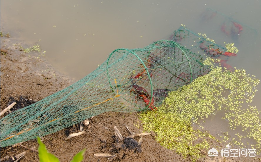 小龙虾养殖关键技术新手老手必看,养殖小龙虾春天龙虾怎么捕捞