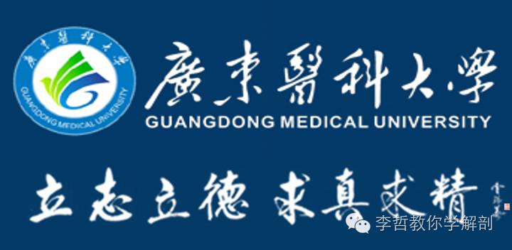 正中神经支配区域,一条神经属于器官吗