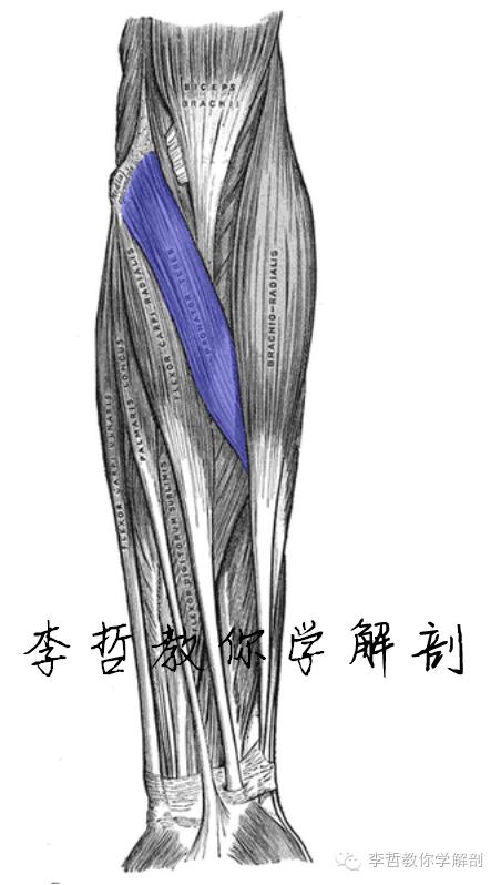 正中神经支配区域,一条神经属于器官吗