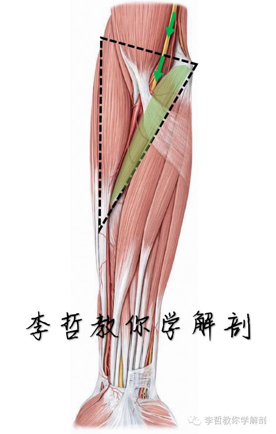 正中神经支配区域,一条神经属于器官吗