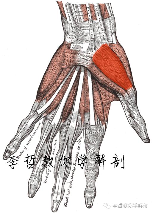 正中神经支配区域,一条神经属于器官吗