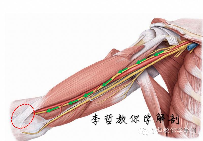 正中神经支配区域,一条神经属于器官吗
