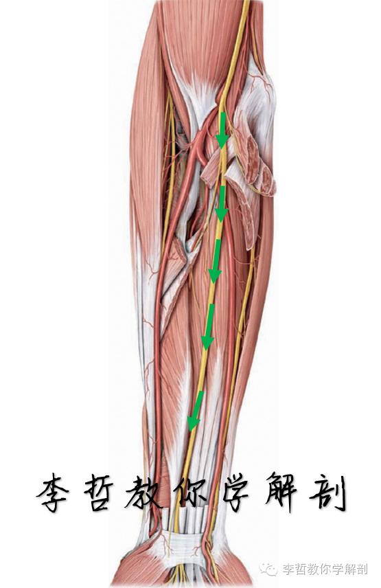 正中神经支配区域,一条神经属于器官吗