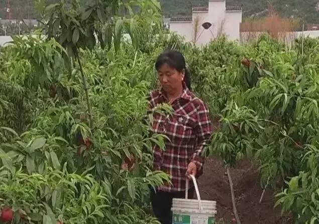 新闻义工团▏购买爱心桃，有两种打开方式