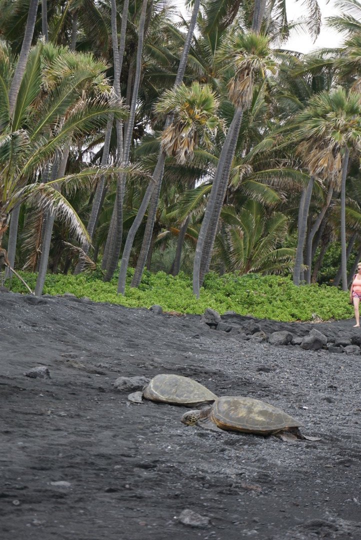 没有意外是哪句电影台词,夏威夷旅行说明