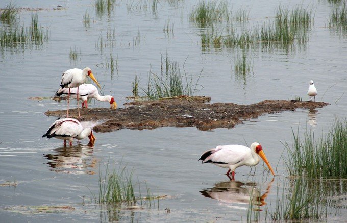 肯尼亚5天难忘的野生动物园,肯尼亚野生动物之旅