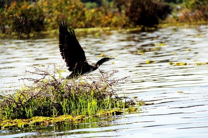肯尼亚5天难忘的野生动物园,肯尼亚野生动物之旅
