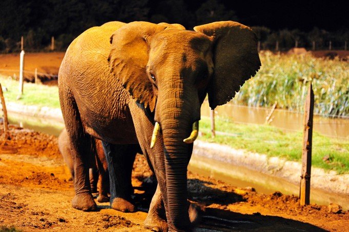 肯尼亚5天难忘的野生动物园,肯尼亚野生动物之旅