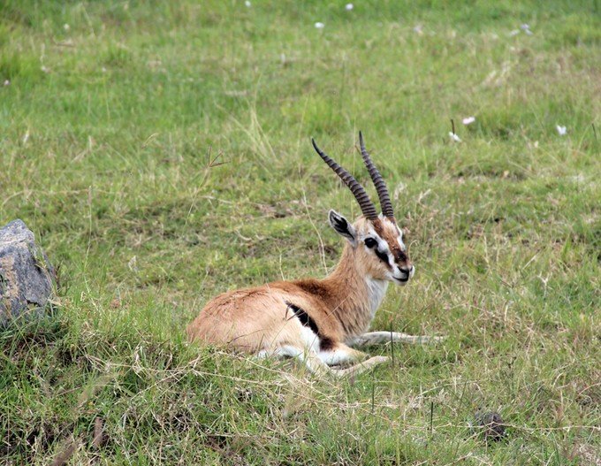 肯尼亚5天难忘的野生动物园,肯尼亚野生动物之旅