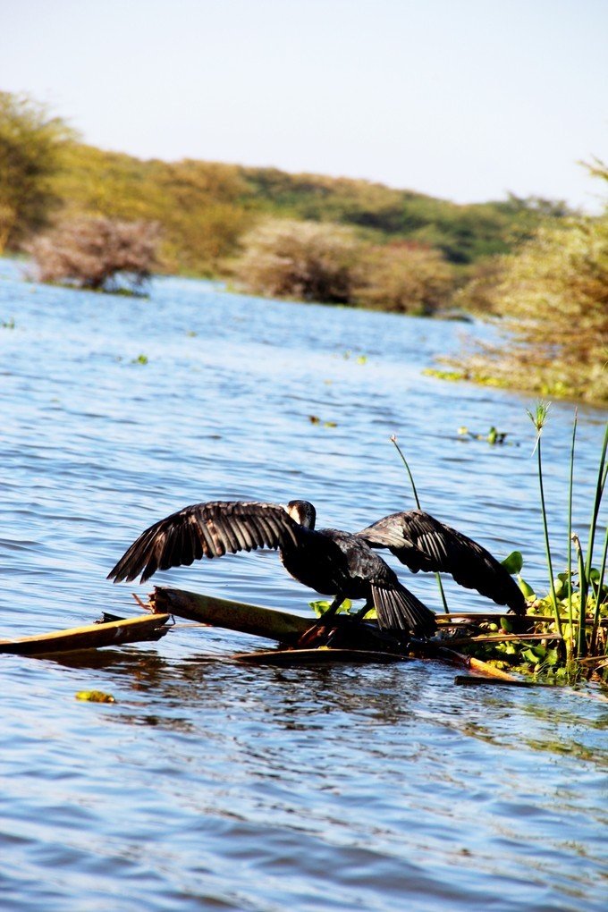 肯尼亚5天难忘的野生动物园,肯尼亚野生动物之旅