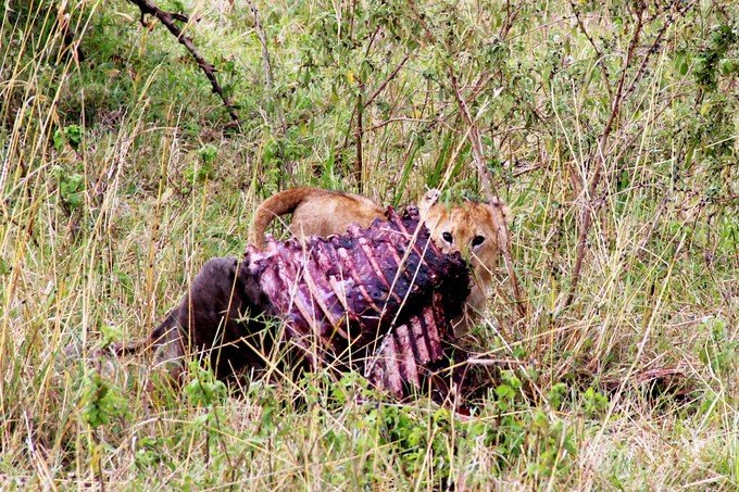 肯尼亚5天难忘的野生动物园,肯尼亚野生动物之旅