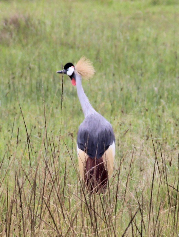肯尼亚5天难忘的野生动物园,肯尼亚野生动物之旅
