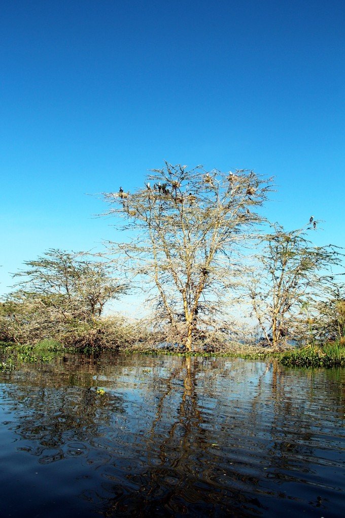 肯尼亚5天难忘的野生动物园,肯尼亚野生动物之旅