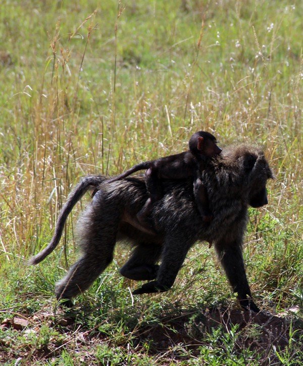 肯尼亚5天难忘的野生动物园,肯尼亚野生动物之旅