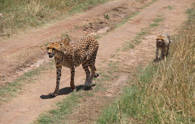 肯尼亚5天难忘的野生动物园,肯尼亚野生动物之旅