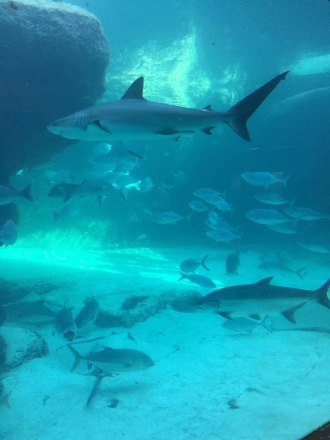 巴哈马旅游风景2020,巴哈马海滩旅游攻略