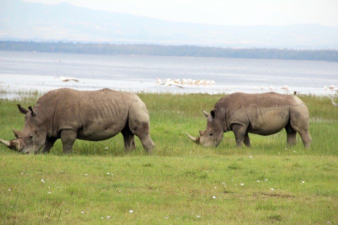 肯尼亚5天难忘的野生动物园,肯尼亚野生动物之旅