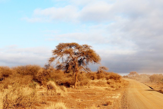 肯尼亚5天难忘的野生动物园,肯尼亚野生动物之旅
