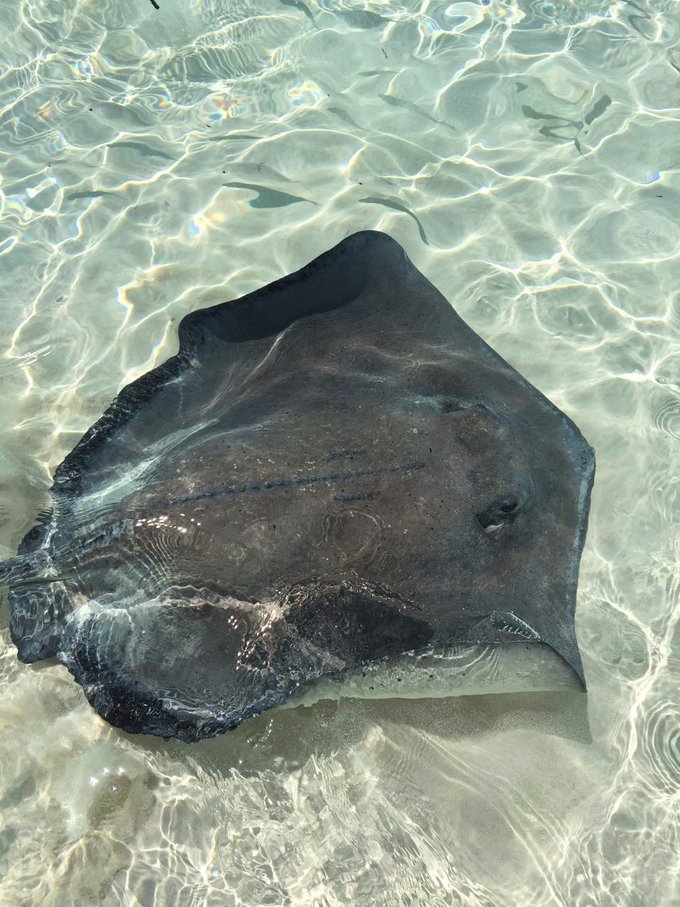 巴哈马旅游风景2020,巴哈马海滩旅游攻略