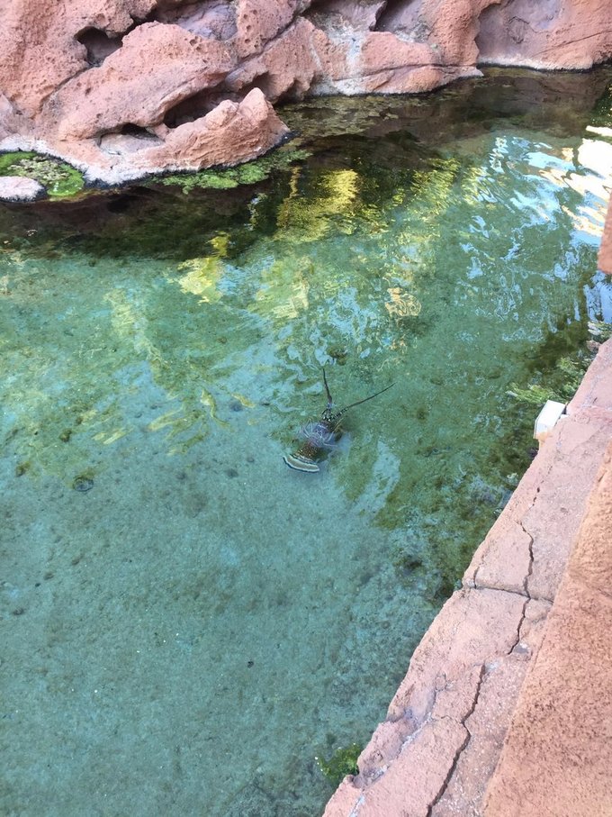 巴哈马旅游风景2020,巴哈马海滩旅游攻略