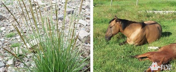 动物吸毒 (动物吸毒会上瘾么)